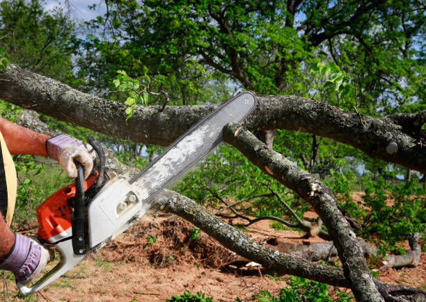 How Our Tree Care Process Works  in  Amherst, WI